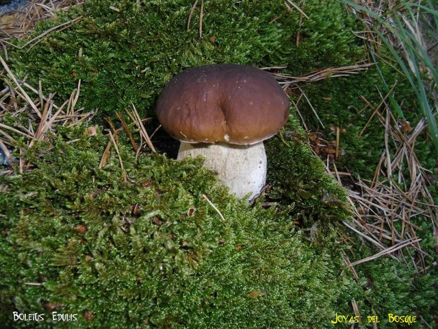 BOLETUS EDULIS2